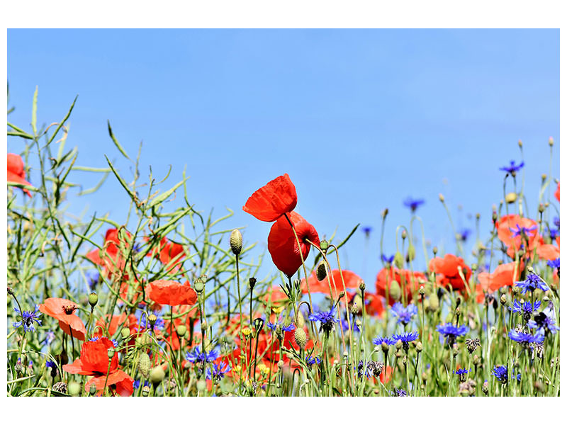 canvas-print-the-poppy-in-the-flower-meadow