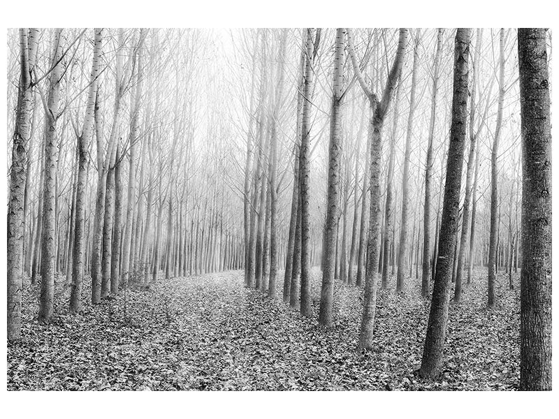 canvas-print-the-shape-of-trees-03-x
