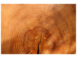 canvas-print-tree-rings
