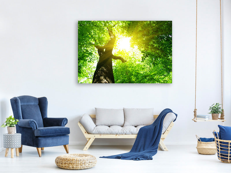 canvas-print-tree