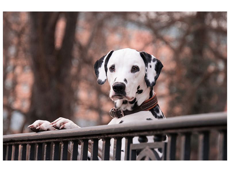 canvas-print-watchful-dalmatian