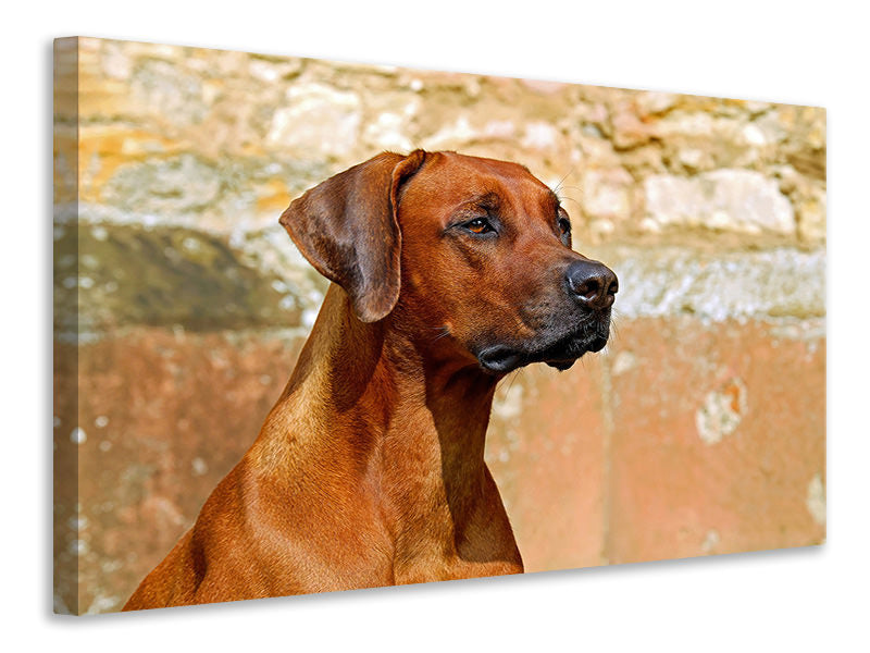 canvas-print-watchful-rhodesian-ridgeback