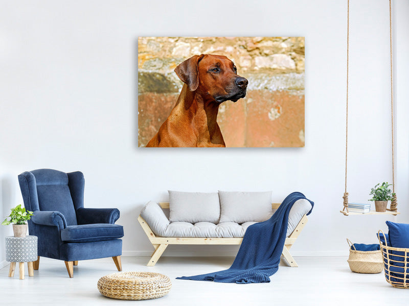 canvas-print-watchful-rhodesian-ridgeback