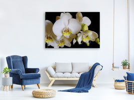 canvas-print-white-orchids-in-bloom