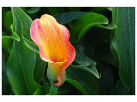 canvas-print-wild-calla