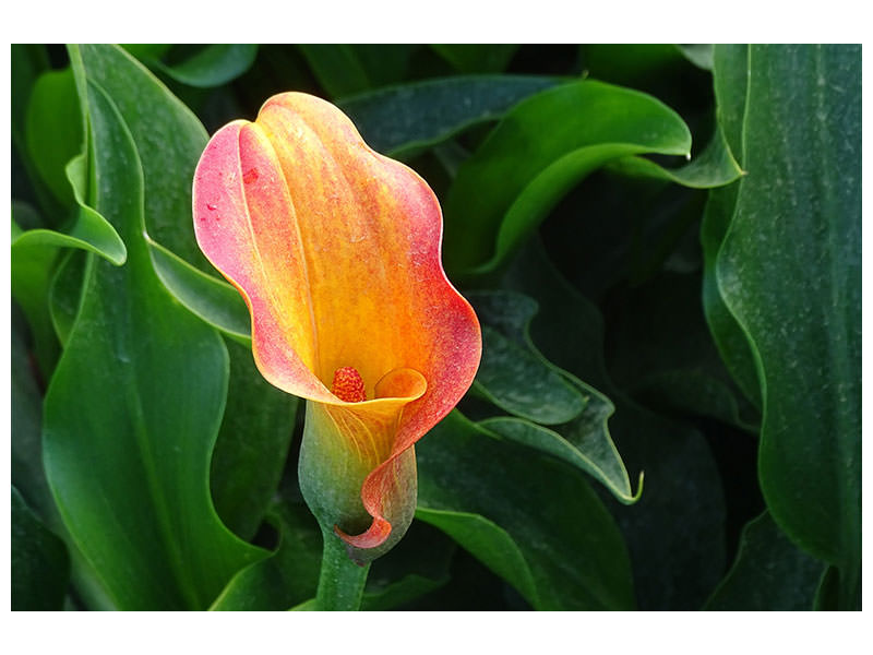 canvas-print-wild-calla