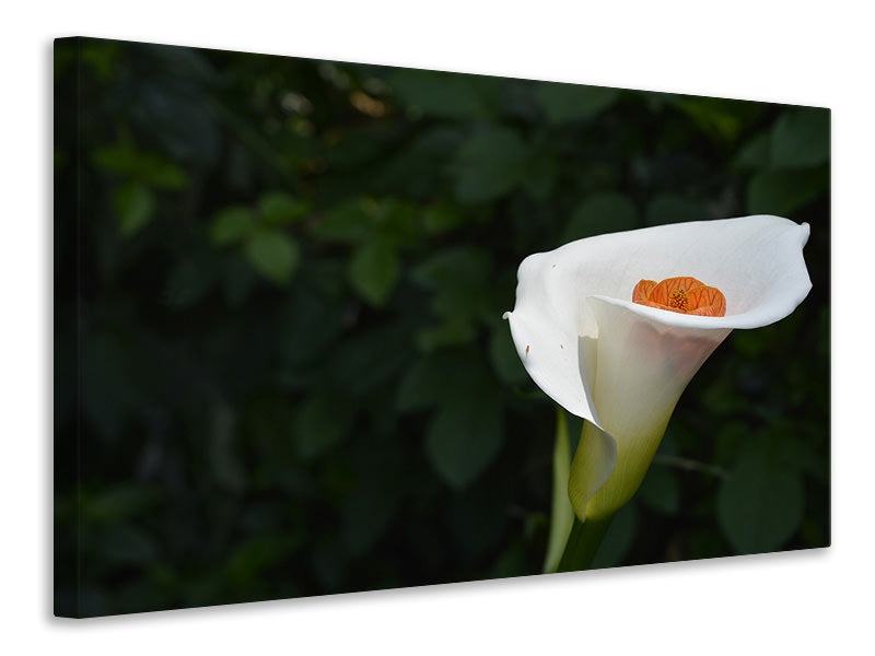 canvas-print-xl-calla-in-white