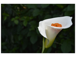 canvas-print-xl-calla-in-white