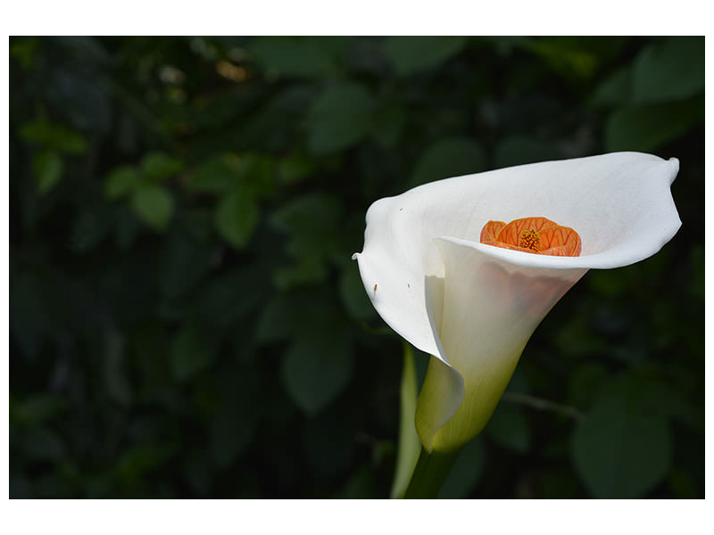 canvas-print-xl-calla-in-white