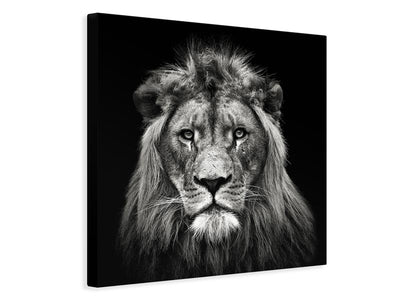 canvas-print-young-male-lion-x