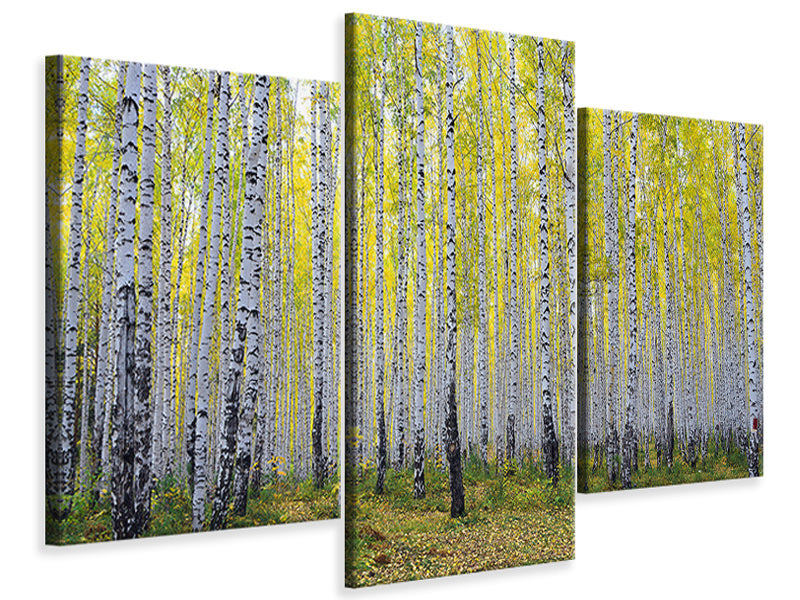 modern-3-piece-canvas-print-autumnal-birch-forest