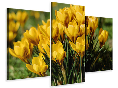 modern-3-piece-canvas-print-crocuses-in-spring