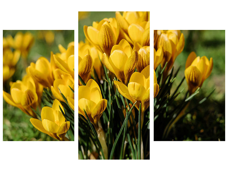 modern-3-piece-canvas-print-crocuses-in-spring