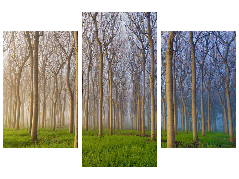 modern-3-piece-canvas-print-morning-of-the-forest
