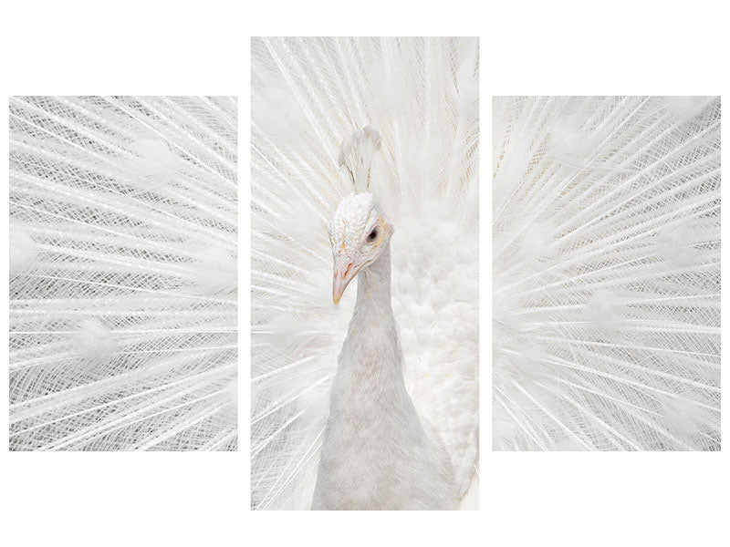 modern-3-piece-canvas-print-splendid-whitie