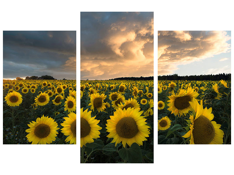 modern-3-piece-canvas-print-sunflowers-in-sweden