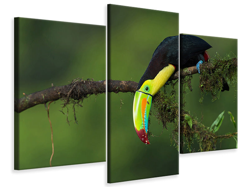 modern-3-piece-canvas-print-the-colors-of-costa-rica