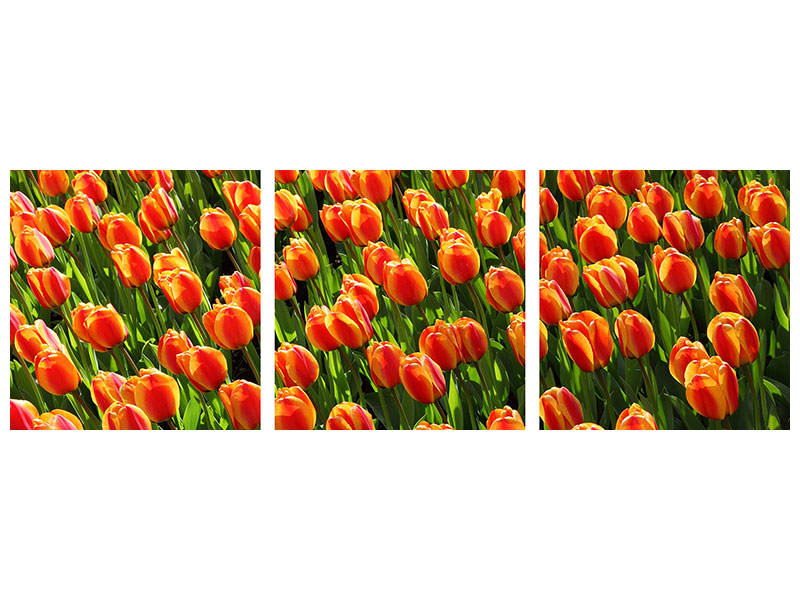 panoramic-3-piece-canvas-print-tulip-field-in-orange