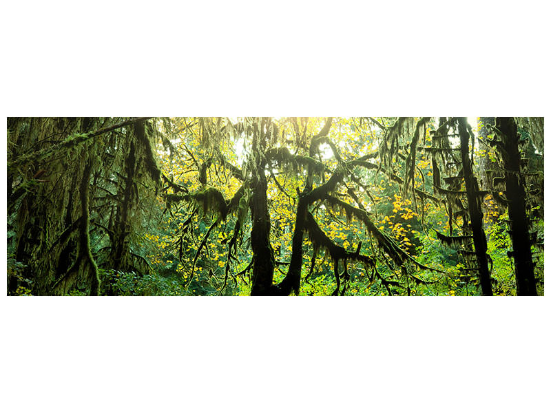 panoramic-canvas-print-dreamy-forest