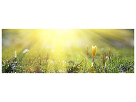 panoramic-canvas-print-flowery-meadow