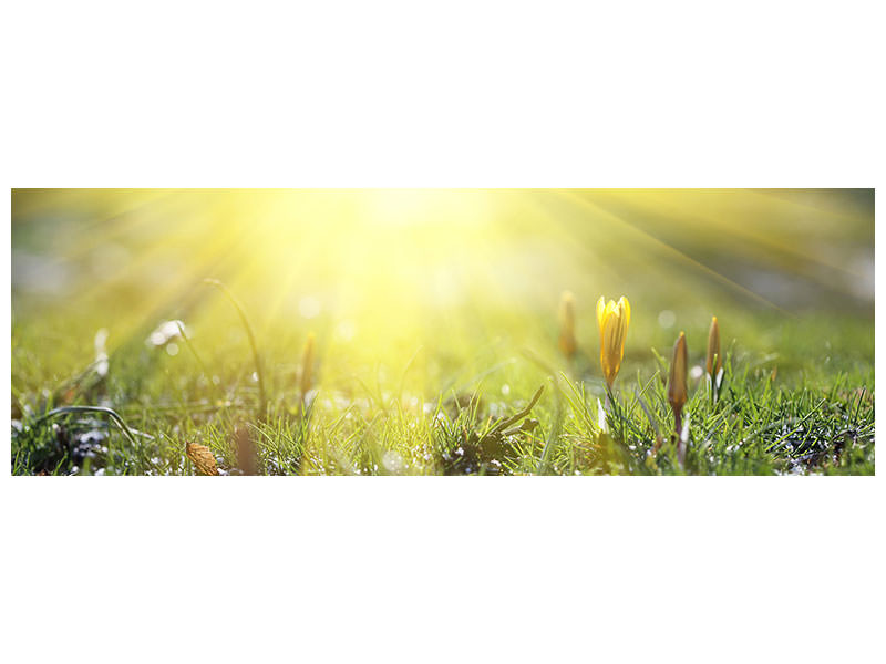 panoramic-canvas-print-flowery-meadow