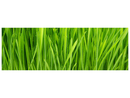 panoramic-canvas-print-grass-in-morning-dew