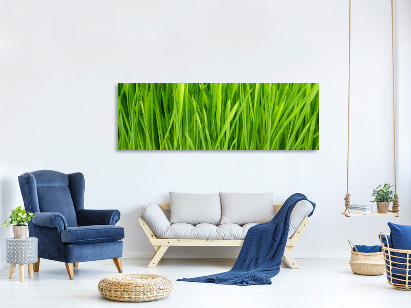 panoramic-canvas-print-grass-in-morning-dew