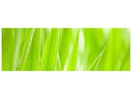 panoramic-canvas-print-grass-xxl