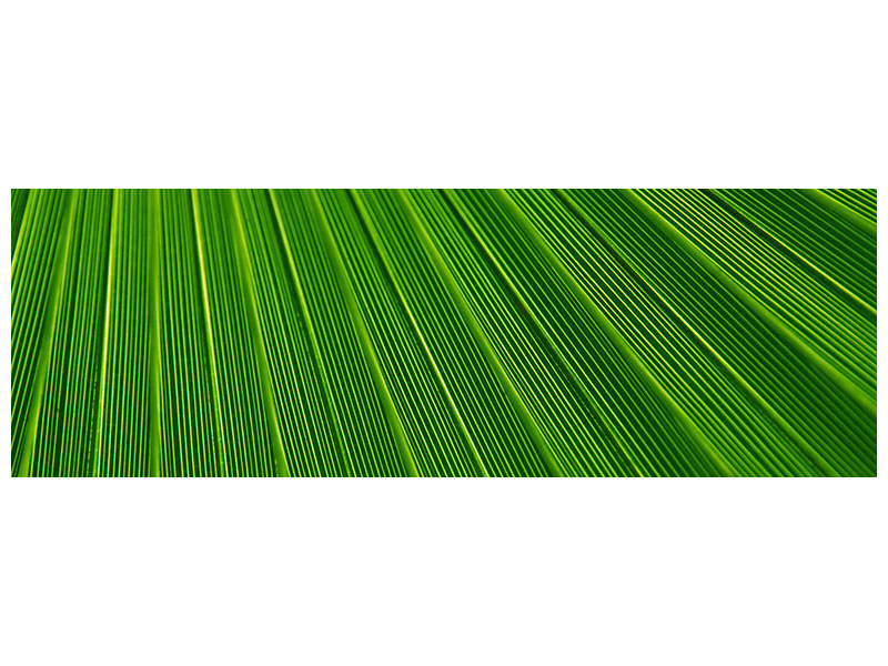 panoramic-canvas-print-palm-stripe-i