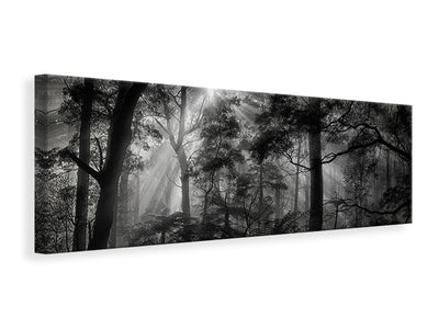 panoramic-canvas-print-primary-forest