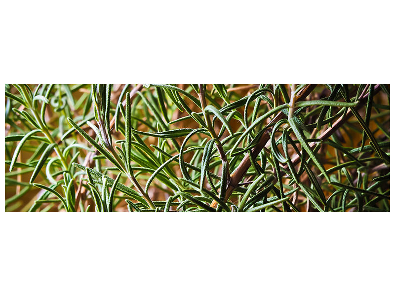 panoramic-canvas-print-rosemary-xxl