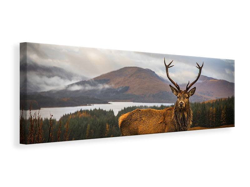 panoramic-canvas-print-scottish-stag