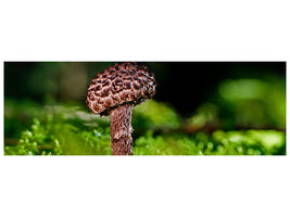 panoramic-canvas-print-strobilomyces-strobilaceus