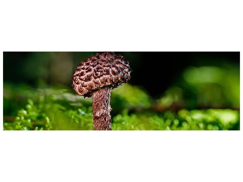 panoramic-canvas-print-strobilomyces-strobilaceus