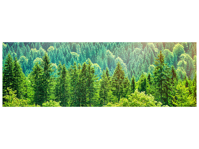 panoramic-canvas-print-the-forest-hill