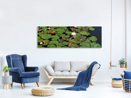 panoramic-canvas-print-white-water-lilies-in-the-pond